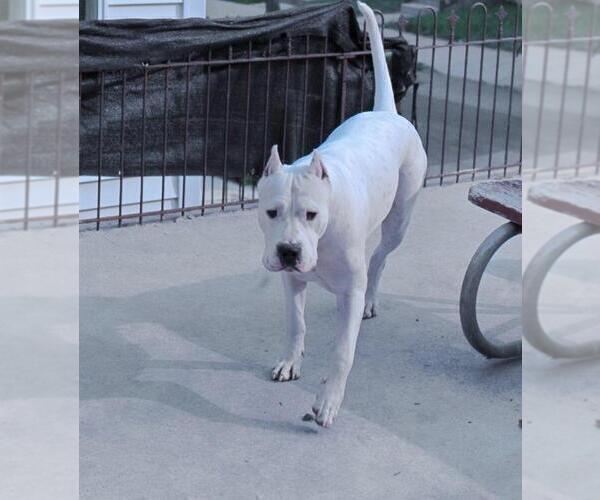 Medium Photo #8 Dogo Argentino Puppy For Sale in WILMINGTON, DE, USA