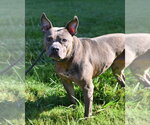 Small #3 Mutt