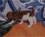 Small Photo #12 Labradoodle Puppy For Sale in GALION, OH, USA