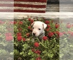Puppy 4 Jack Russell Terrier