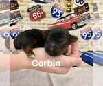 Image preview for Ad Listing. Nickname: Tiny Corbin