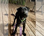 Small #4 Chihuahua-Labrador Retriever Mix