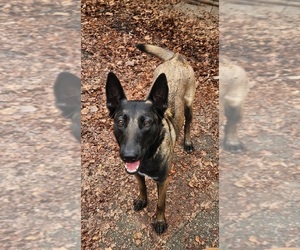 Mother of the Belgian Malinois puppies born on 04/12/2025