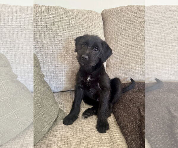 Medium Photo #2 Labrador Retriever Puppy For Sale in Wheaton, IL, USA