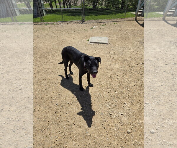 Medium Photo #2 Mutt Puppy For Sale in Maquoketa, IA, USA