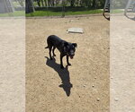 Small #1 Mutt