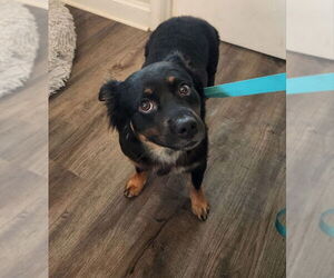 Australian Kelpie-Unknown Mix Dogs for adoption in Fairfax, VA, USA