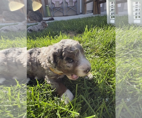 Medium Photo #33 Bernedoodle (Miniature) Puppy For Sale in HELPER, UT, USA