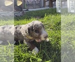 Small Photo #33 Bernedoodle (Miniature) Puppy For Sale in HELPER, UT, USA