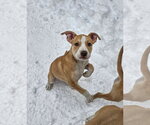 Small #9 American Pit Bull Terrier Mix