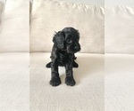 Small Photo #8 Cavapoo Puppy For Sale in GRESHAM, OR, USA