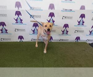 Labrador Retriever-Unknown Mix Dogs for adoption in Orlando, FL, USA