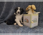 Small Photo #17 Border Collie Puppy For Sale in NORBORNE, MO, USA