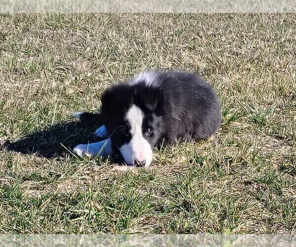 Medium Photo #27 Border Collie Puppy For Sale in NORBORNE, MO, USA