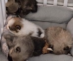 Small Photo #14 Pomeranian Puppy For Sale in MENIFEE, CA, USA