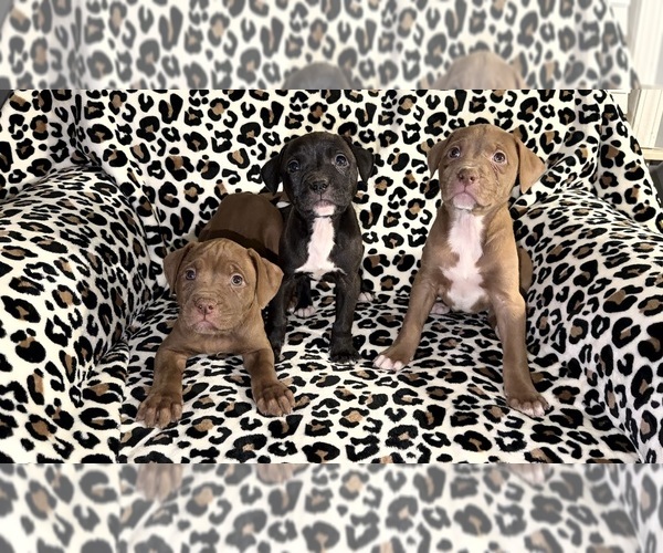 Medium Photo #17 American Pit Bull Terrier Puppy For Sale in DETROIT, MI, USA