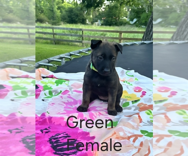 Medium Photo #9 Belgian Malinois Puppy For Sale in HUNTSVILLE, TX, USA