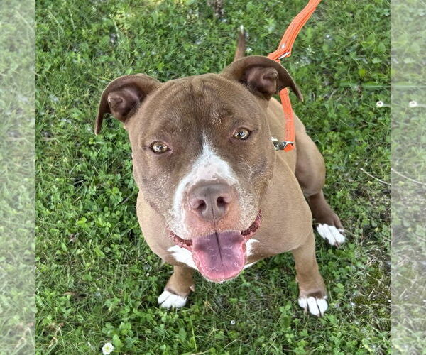 Medium Photo #9 American Pit Bull Terrier-American Staffordshire Terrier Mix Puppy For Sale in Techny, IL, USA