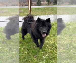 Chow Chow-Unknown Mix Dogs for adoption in Muskegon, MI, USA