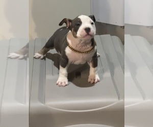 American Bully Puppy for Sale in MACON, Mississippi USA