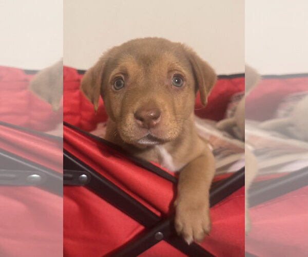 Medium Photo #1 Golden Labrador Puppy For Sale in Pottstown, PA, USA