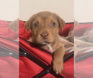 Golden Labrador Dogs for adoption in Pottstown, PA, USA