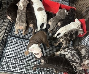 English Bulldog Puppy for Sale in HOUSTON, Texas USA