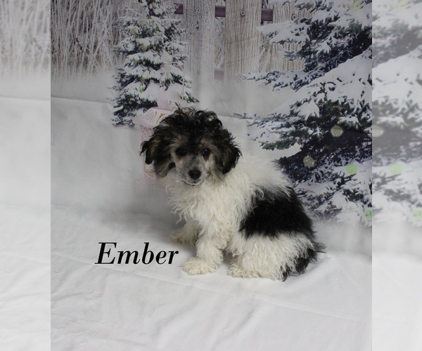 Medium Photo #2 Poodle (Toy) Puppy For Sale in CHANUTE, KS, USA