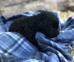 Small Photo #28 Poodle (Toy)-Texas Heeler Mix Puppy For Sale in MARQUAND, MO, USA
