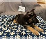 Small #1 German Shepherd Dog