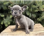 Small #3 French Bulldog