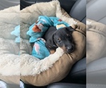 Small Photo #5 Doberman Pinscher Puppy For Sale in HORTONVILLE, WI, USA
