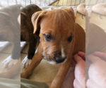 Small #2 Mutt