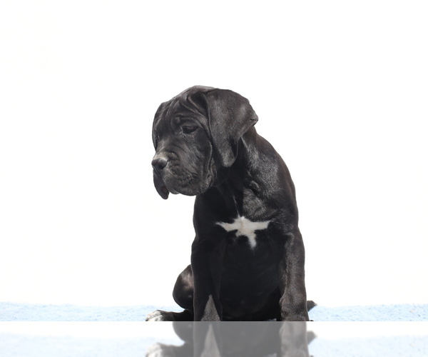 Medium Photo #6 Cane Corso Puppy For Sale in Potoceni, Buzau, Romainia