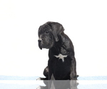 Small #5 Cane Corso