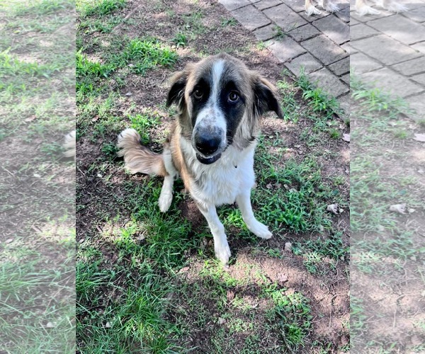 Medium Photo #4 German Shepherd Dog-Great Pyrenees Mix Puppy For Sale in Thomasville, NC, USA