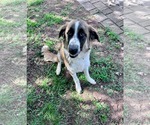 Small #3 German Shepherd Dog-Great Pyrenees Mix