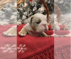 English Bulldog Puppy for Sale in LA PUENTE, California USA