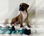 Small #3 Boxer
