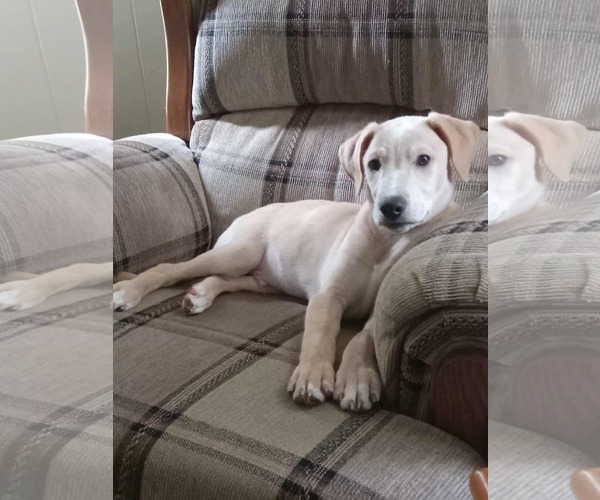 Medium Photo #5 Labrador Retriever-Unknown Mix Puppy For Sale in pomfret, CT, USA