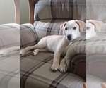 Small #4 Labrador Retriever Mix