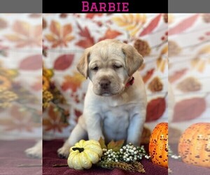 Labrador Retriever Puppy for sale in MAURERTOWN, VA, USA