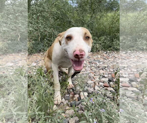 Medium Photo #4 Chow Chow-Unknown Mix Puppy For Sale in Cottonwood, AZ, USA