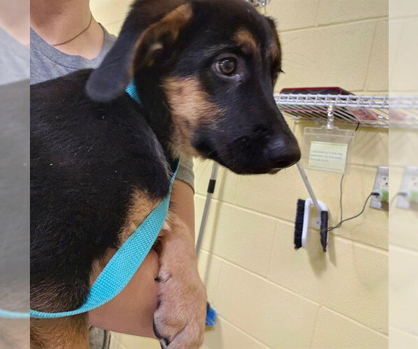 Medium Photo #1 German Shepherd Dog-Unknown Mix Puppy For Sale in Pueblo, CO, USA