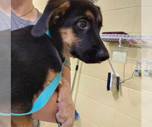 German Shepherd Dog-Unknown Mix Dogs for adoption in Pueblo, CO, USA