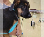Small German Shepherd Dog Mix