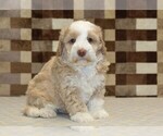 Small #3 Bernedoodle (Miniature)