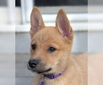 Small #3 German Shepherd Dog Mix