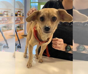 Chihuahua-Unknown Mix Dogs for adoption in Rancho Cucamonga, CA, USA