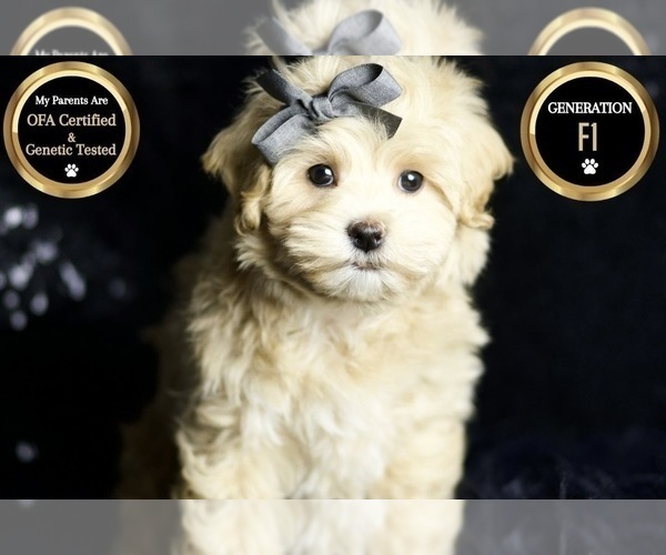 Medium Photo #5 Maltipoo (Miniature) Puppy For Sale in WARSAW, IN, USA